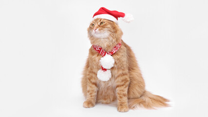 Cute ginger cat wearing a Santa hat and pom-pom scarf on a clean white background. Festive studio portrait ideal for Christmas cards, holiday ads, packaging and seasonal marketing.