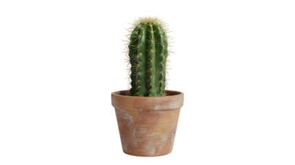 cactus in a pot inspiration
