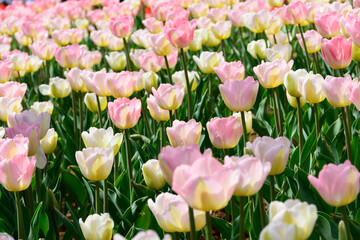 Vibrant Pink and Pale Yellow Tulips in a Large Spring Flower Field