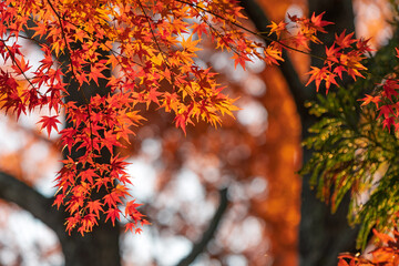 秋の陽射しを浴びて輝く鮮やかな紅葉と緑の針葉樹のコントラスト