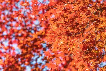 画面いっぱいに広がる鮮やかな赤色の紅葉のクローズアップ