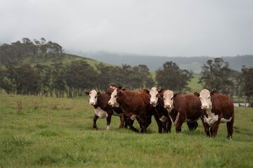 beautiful cattle in Australia  eating grass, grazing on pasture. Herd of cows free range beef being regenerative raised on an agricultural farm. Sustainable farming