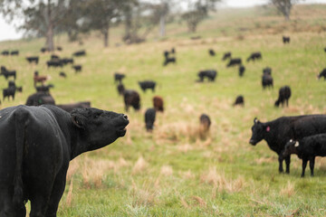 beautiful cattle in Australia  eating grass, grazing on pasture. Herd of cows free range beef being regenerative raised on an agricultural farm. Sustainable farming