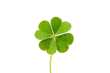 Four-leaf clover symbolizing good luck and fortune