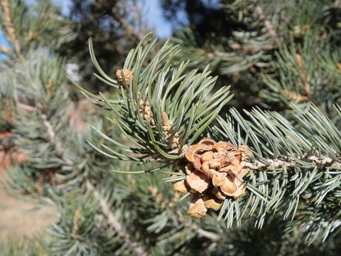 Winter Needles and Opened Pine Cone of Pinon Pine (Pinus edulis), Colorado