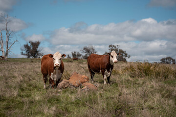 beautiful cattle in Australia  eating grass, grazing on pasture. Herd of cows free range beef being regenerative raised on an agricultural farm. Sustainable farming