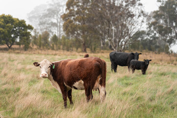 Obraz premium beautiful cattle in Australia eating grass, grazing on pasture. Herd of cows free range beef being regenerative raised on an agricultural farm. Sustainable farming
