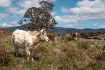 beautiful cattle in Australia  eating grass, grazing on pasture. Herd of cows free range beef being regenerative raised on an agricultural farm. Sustainable farming