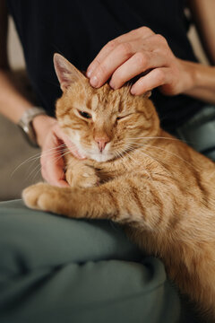 Soothing strokes from mature hands on cozy ginger cat in sunlight