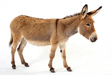 Fototapeten Esel donkey isolated on white  © Abid Ali
