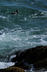 Common Eider in the Atlantic ocean off the coast of Maine