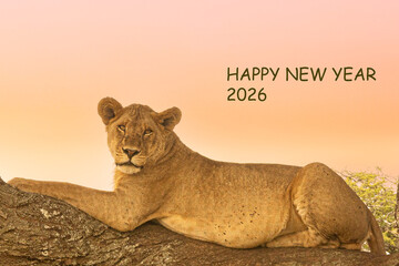 Happy New Year 2026 message in a photo of a lioness resting in a tree in Tanzania © Andre Luiz Frota