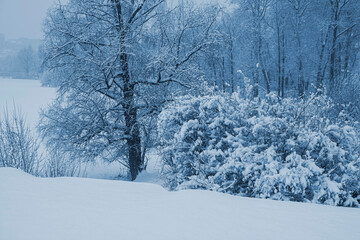 Trees covered with snow on a cloudy winter day.