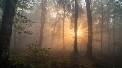 Obraz premium Serene Sunlight Breaking Through Trees in Misty Forest at Dawn