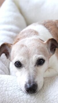 Cute elderly dog Jack Russell terrier with gray muzzle looks at camera and rests on  white comfortable bed. Close-up vertical video footage. Smart eyes tired pet lying down in the pet bed 