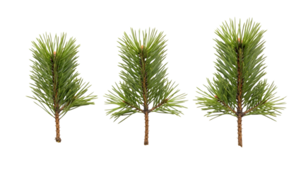 Three green pine tree branches with needles isolated on a transparent background