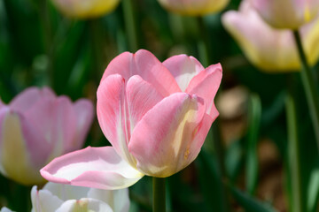 Fototapeta premium Macro View of a Single Pink and White Tulip Bloom in Sunlight