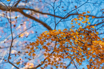 青空を背景に鮮やかに色づいた紅葉したモミジの枝