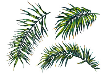Illustration set of 3 tropical palm leaves. Collection of prints of exotic plants. Botanical art