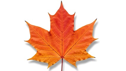 Fototapeta premium Vibrant Maple Leaf in Autumn Colors - Symbol of Fall and Nature's Beauty
