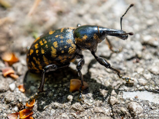 Hylobius abietis insect in closeup