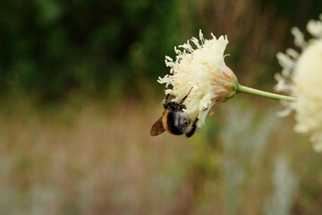 A bumblebee collects nectar from flowers. © Станислав 