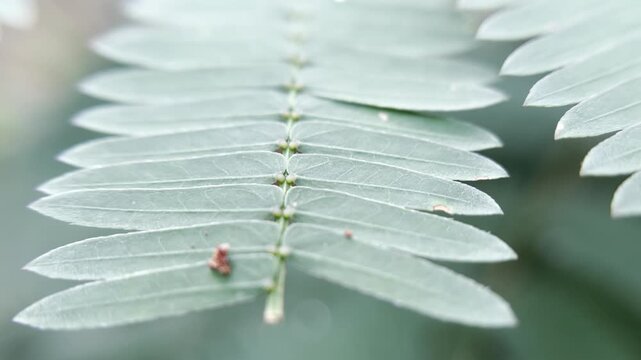 Close up of a delicate fern frond with a tiny ladybug resting on a leaf.