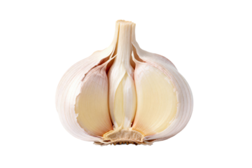 Fresh garlic bulb with cloves exposed showing its natural structure