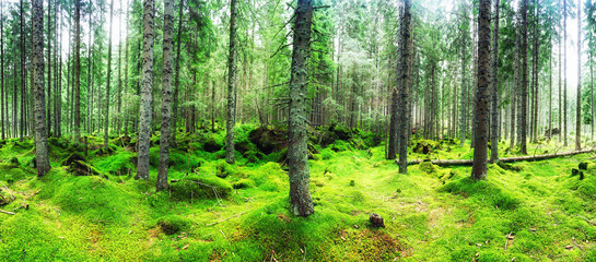 Beautiful aerial top view of green forest in rocky mountain
