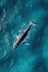 Drone image of a whale swimming in an ocean with clear waters.