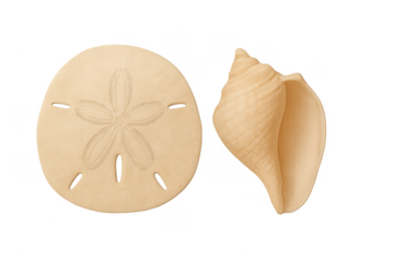 Beige sand dollar and conch shell representing marine life