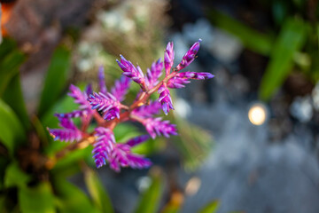 A flowering aechmea "Blue Tango" in Playa del Carmen, Mexico.