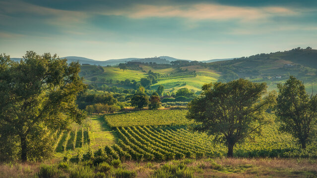 Fototapeta Morellino di Scansano Vineyards Panorama in Maremma, Tuscany, Italy