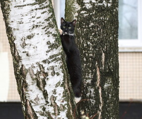 A black and white green-eyed cat climbs a thick tree