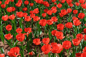 Fototapeta premium Vibrant Red Tulip Field in Full Bloom on a Clear Spring Day