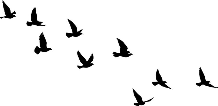 Flying birds silhouettes pattern wallpaper. PNG transparent. isolated bird flying. tattoo design. template for card, package, and wallpaper.