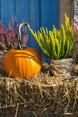 Autumnal decoration made of vegetables and plants. Agriculture on autumn