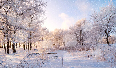 Naklejka premium Winter landscape background, snowy winter forest trees lit by soft morning sunlight, panoramic view