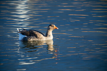 Common goose swims in a blue pond. (anser anser)