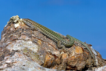 Ibiza wall lizard // Pityusen-Eidechse // lagartija de las Pitiusas (Podarcis pityusensis formenterae) - Formentera, Spain