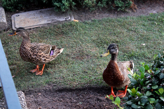 Patos en el jard&iacute;n