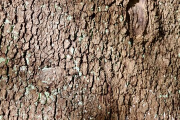 A close view of the old wood tree bark surface.