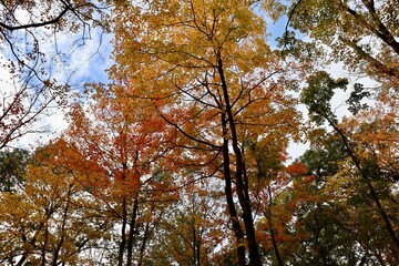 The colorful autumn tree in the forest.
