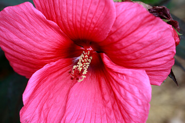 Hibiscus