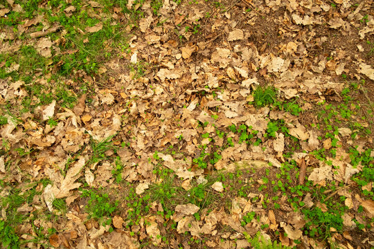 Grass and clover growing on forest floor on a bed of dead leaves