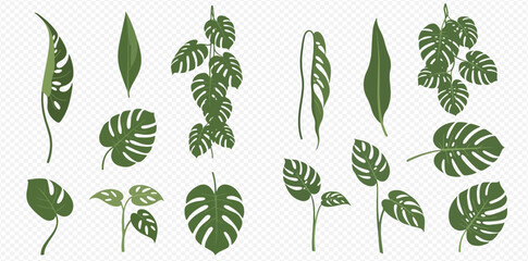Monstera and other tropical leaves vector illustration set on transparent background. © MuammarAuliyan