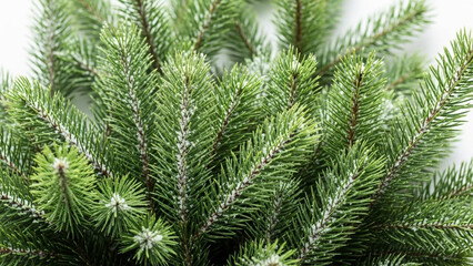 Obraz premium Close-up of Lush Green Pine Needles with Frosty Accents.