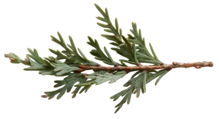 A leaf fan branch is isolated on a transparent background. The branch has multiple small green leaves arranged along its length. This cut out can be used for various design applications