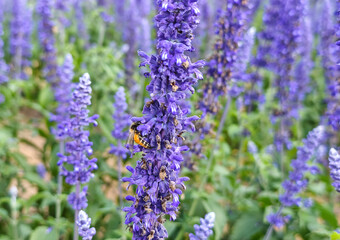 Obraz premium lavender farm, lavender field in bloom