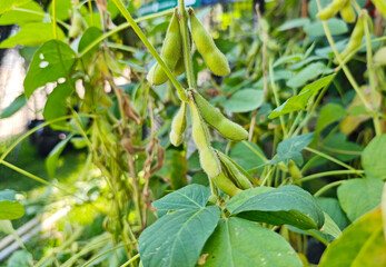 Japanese edamame in the garden